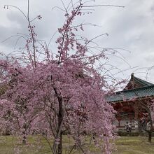 しだれ桜です。