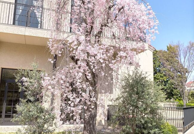 校内の垂れ桜