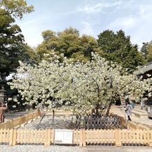 上地八幡宮