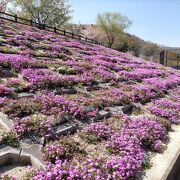 芝桜