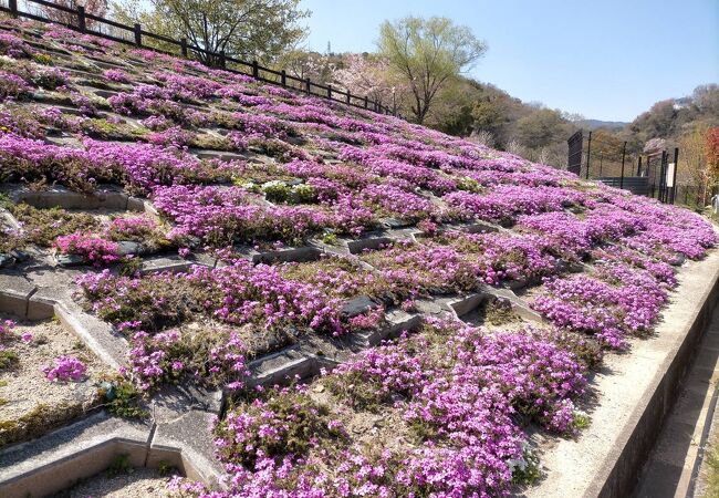 芝桜