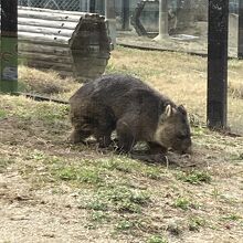 ウォンバットがかわいい By きゃめる 五月山動物園のクチコミ フォートラベル ウォンバットがかわいい By きゃめる 五月山動物園のクチコミ フォートラベル