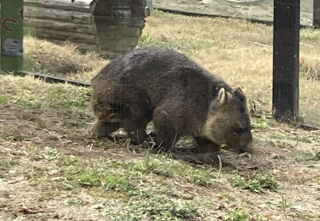 ウォンバットがかわいい