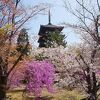 五重塔と遅咲きの御室桜とツツジのコラボがすばらしい。