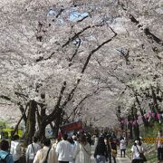 1400本のソメイヨシノのトンネルが美しい桜の名所