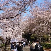 桜の名所です