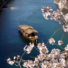 屋形船と桜