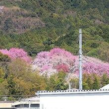 駐車場から見えた大美和の杜展望台の桜