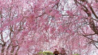 枝垂桜のカーテンで囲まれた桃源郷でした。