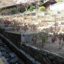 登楼横の牡丹庭園。