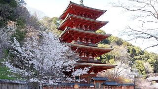 牡丹ばかりでなく桜もきれいなお寺でした。