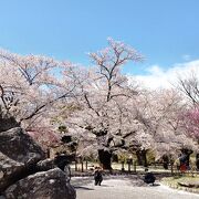 桜まつりに行きました