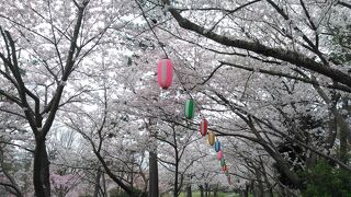 桜が満開でした。