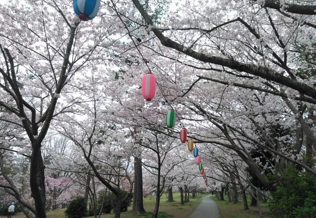 一本松公園