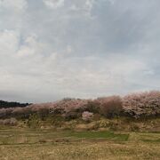 桜は散り始めでした。