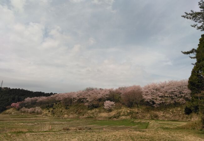 桜は散り始めでした。