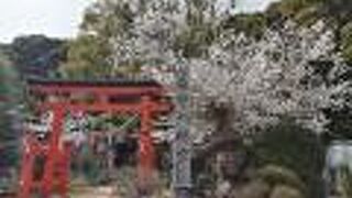 桜と鳥居の景観が素晴らしい