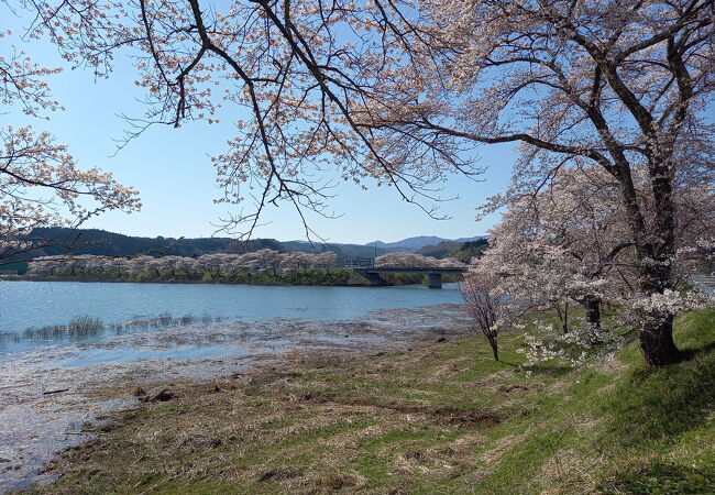 サクラ満開でした。