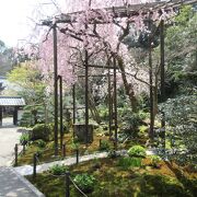 山門近くの枝垂桜がきれいでした