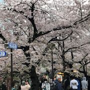 満開の桜並木を見た後に一杯