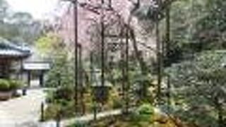 山門近くの枝垂桜がきれいでした