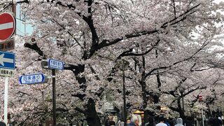 満開の桜並木を見た後に一杯