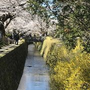 京都随一の散歩道