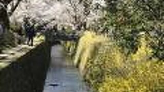 京都随一の散歩道