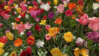 4月初旬はチューリップ