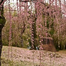 散り始めの枝垂れ梅