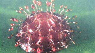 国立台湾博物館