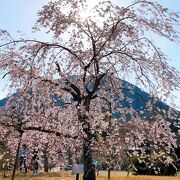 近江富士(三上山)をバックに、枝垂れ桜がキレイでした。