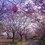 来年は桜が満開の時期に絶対に再訪したいです!