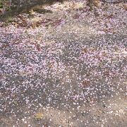 参道や境内の桜の花びらが印象に残りました