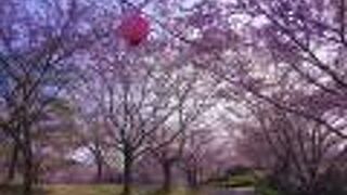 来年は桜が満開の時期に絶対に再訪したいです!