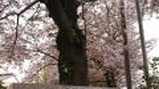 公園内で咲き誇る桜が綺麗でした