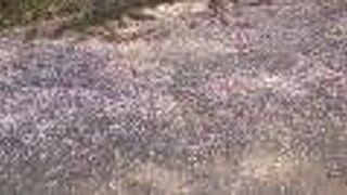 参道や境内の桜の花びらが印象に残りました