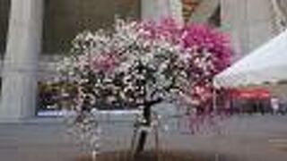 「ゲンペイシダレモモ」が綺麗に開花していました