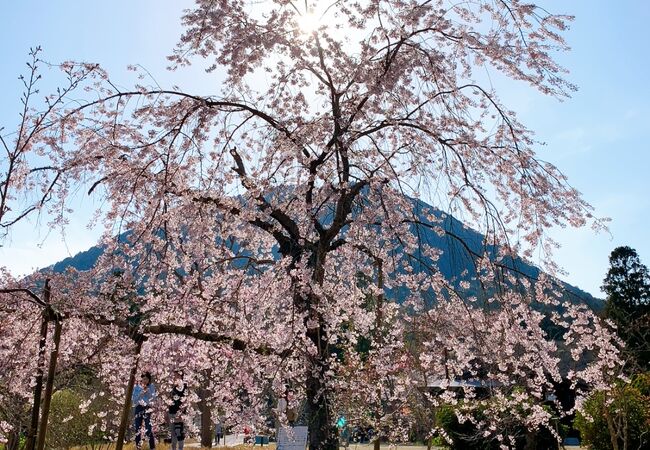 近江富士(三上山)をバックに、枝垂れ桜がキレイでした。