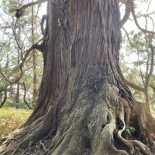 近くには推定樹齢800年の太郎杉があります