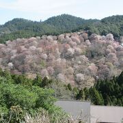 吉野の桜を見に行きました