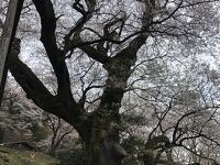 ひょうたん桜公園