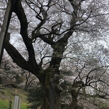 ひょうたん桜公園