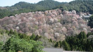 吉野の桜を見に行きました