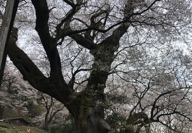 ひょうたん桜公園