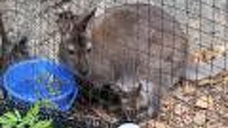 トリップアドバイザー動物園と水族館の人気ランキングで2年連続の全国トップの動物園