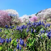 日本一美しい村（小川村）の桜の山
