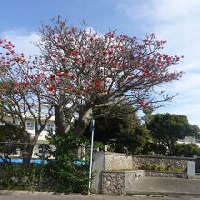 門の横にデイゴの花が綺麗に咲いていました。