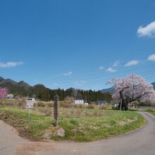 足を伸ばして泰寧寺方面へ。桜が綺麗でした。