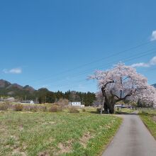 泰寧寺の少し北側にある、一之宮地蔵桜。